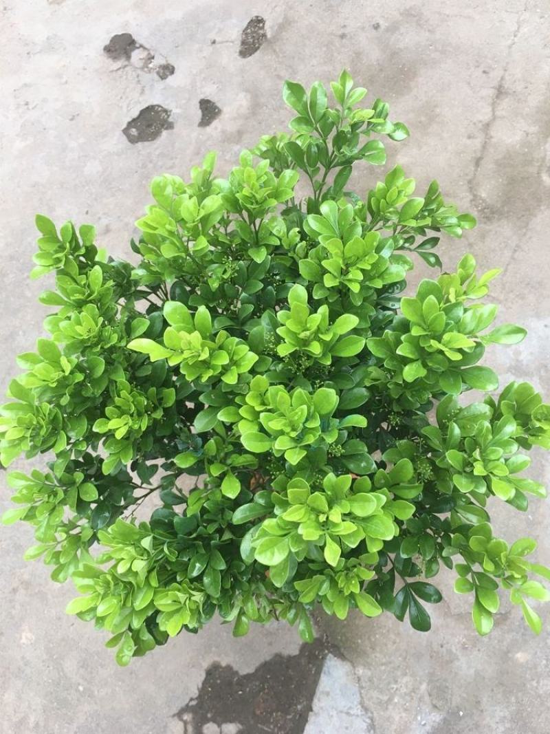 大小规格独杆棒棒糖米兰室外香味植物盆栽米兰花苗盆栽