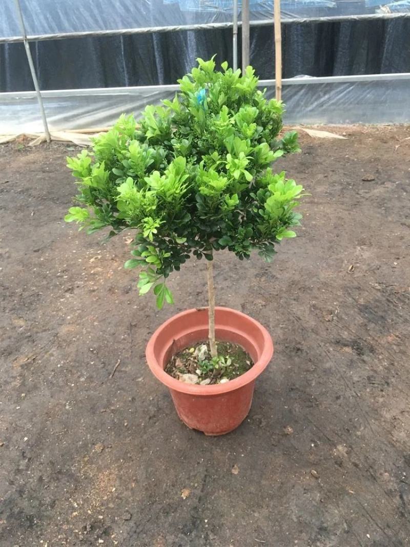 大小规格独杆棒棒糖米兰室外香味植物盆栽米兰花苗盆栽