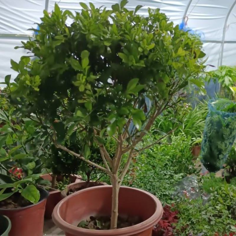 大小规格独杆棒棒糖米兰室外香味植物盆栽米兰花苗盆栽
