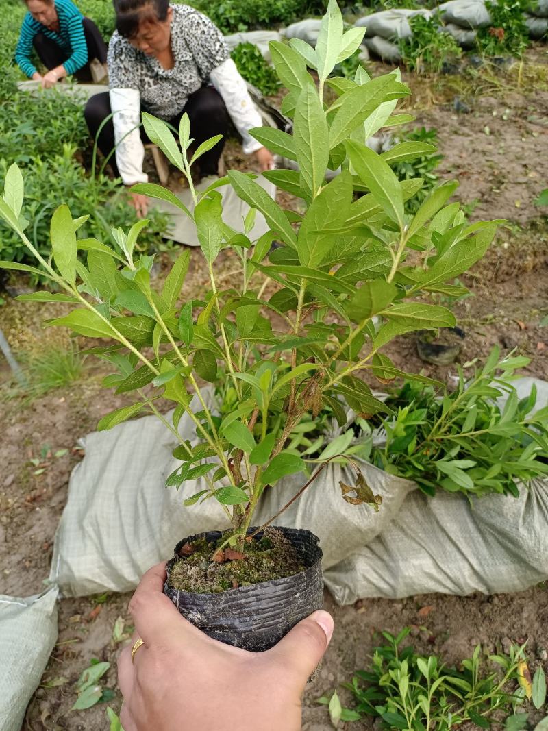 毛鹃16杯分枝多杆子粗壮成活率百分之九十九