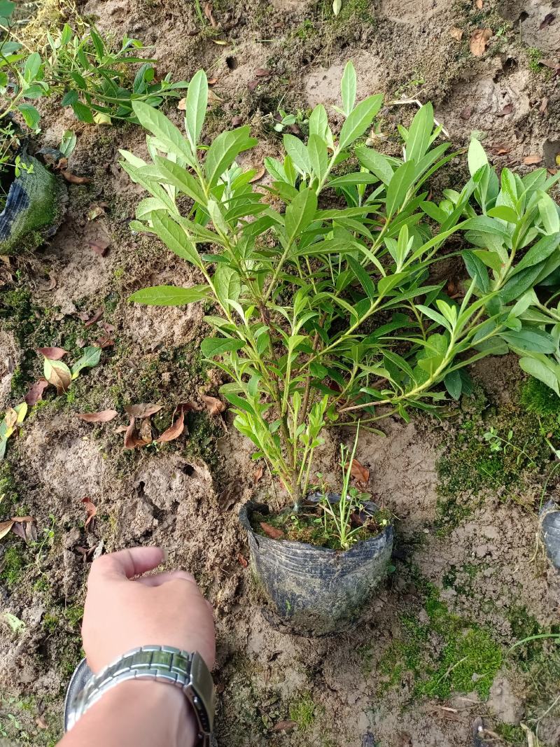 毛鹃16杯分枝多杆子粗壮成活率百分之九十九