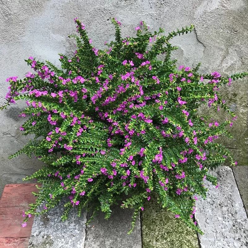 满天星盆栽四季开花室内客厅带盆栽好养带花苞发货观花植物