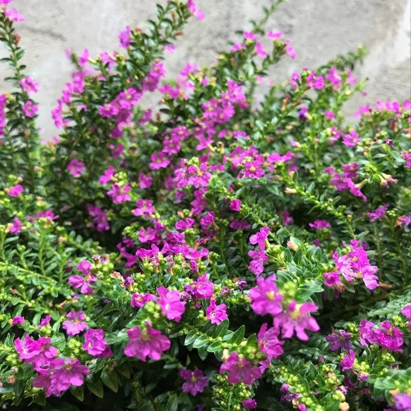 满天星盆栽四季开花室内客厅带盆栽好养带花苞发货观花植物