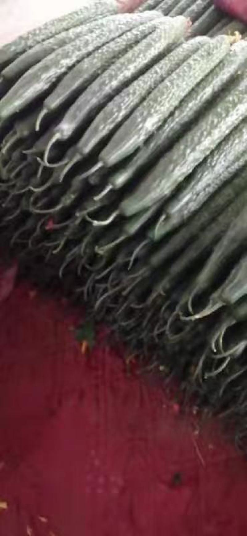 黄瓜大量上市质量好货源充足价格便宜需要的老板下单当天发货