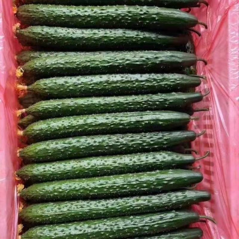 黄瓜大量上市质量好货源充足价格便宜需要的老板下单当天发货
