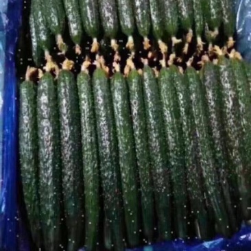黄瓜大量上市质量好货源充足价格便宜需要的老板下单当天发货