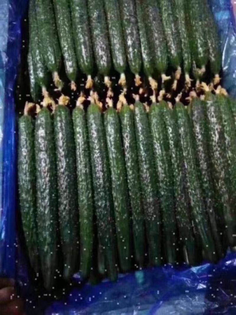黄瓜大量上市质量好货源充足价格便宜需要的老板下单当天发货