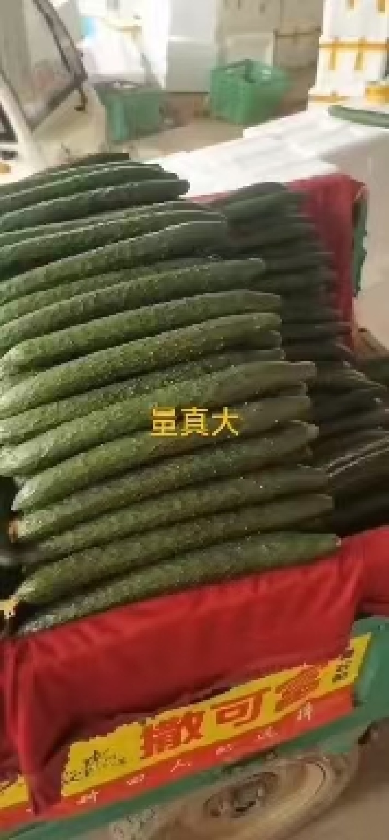 黄瓜大量上市质量好货源充足价格便宜需要的老板下单当天发货
