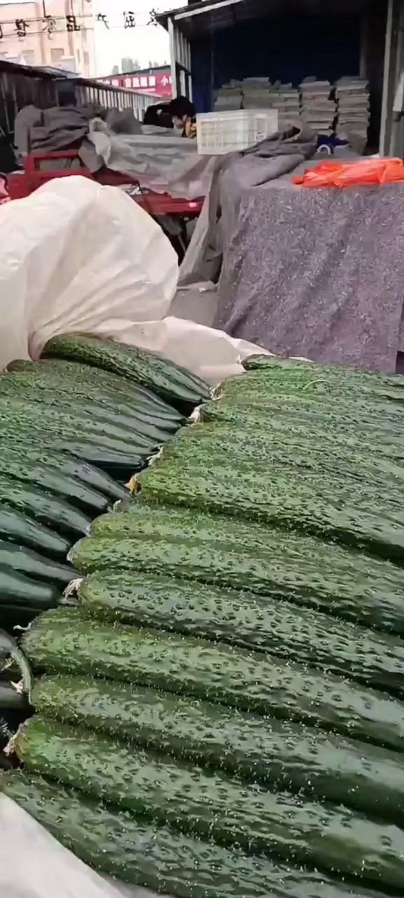 黄瓜大量上市质量好货源充足价格便宜需要的老板下单当天发货