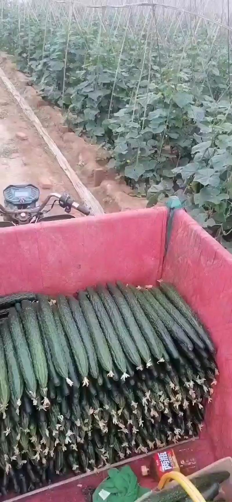 黄瓜大量上市质量好货源充足价格便宜需要的老板下单当天发货