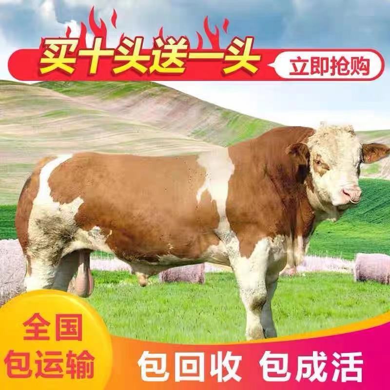 西门塔尔牛价格合适肉牛基地直发全国接单视频看货