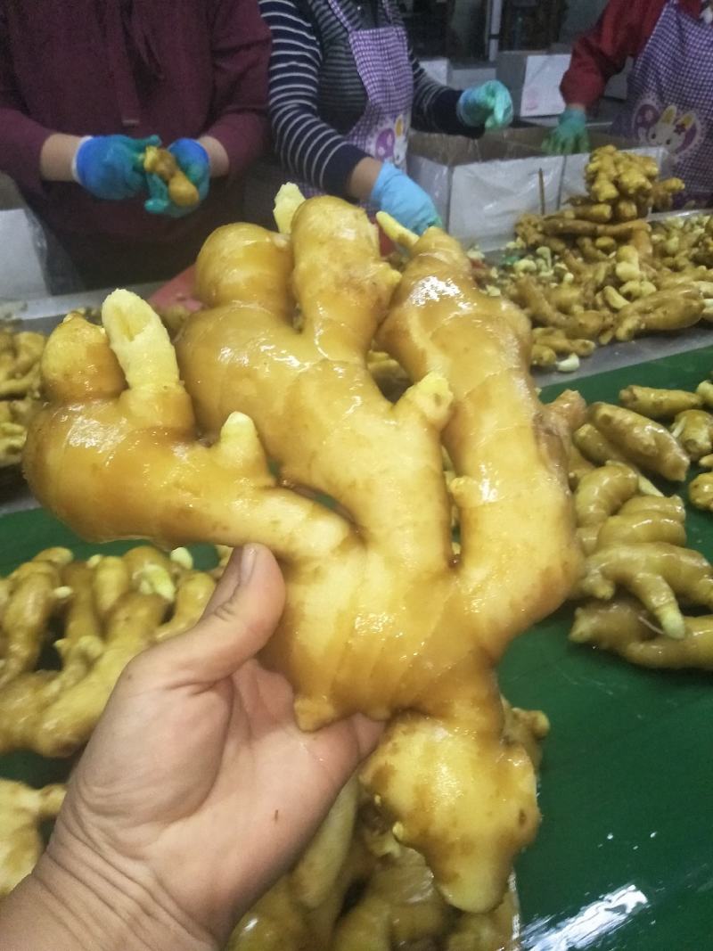 河南大姜批发大黄姜个头大一手货源全国发货