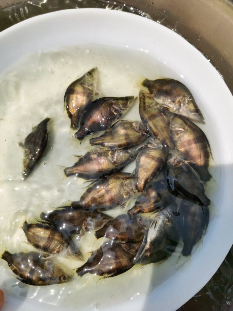 本场直销（桂花鱼苗，鳜鱼苗）