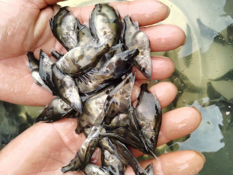 本场直销（桂花鱼苗，鳜鱼苗）