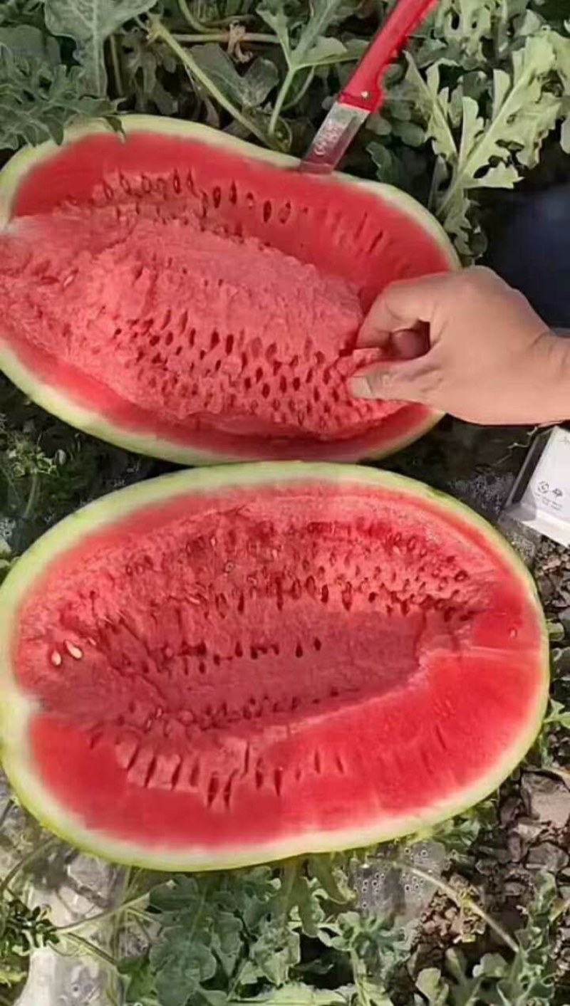 宁夏大西瓜