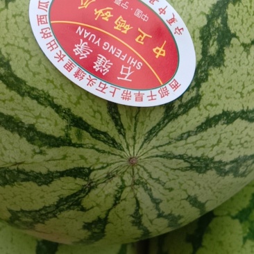 宁夏大西瓜