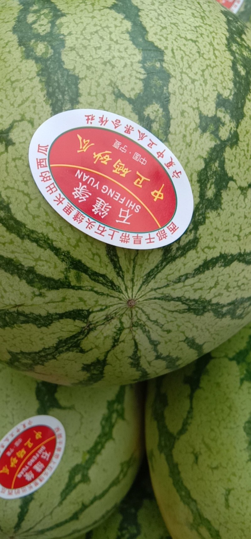 宁夏大西瓜