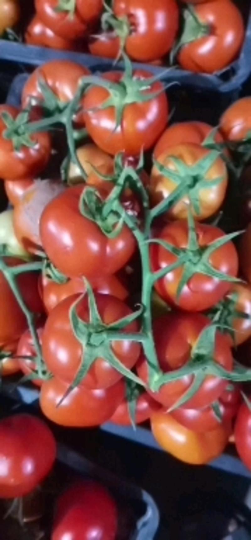 各位西红柿大佬们。！西红柿现在可以大量的采摘。各种果行都
