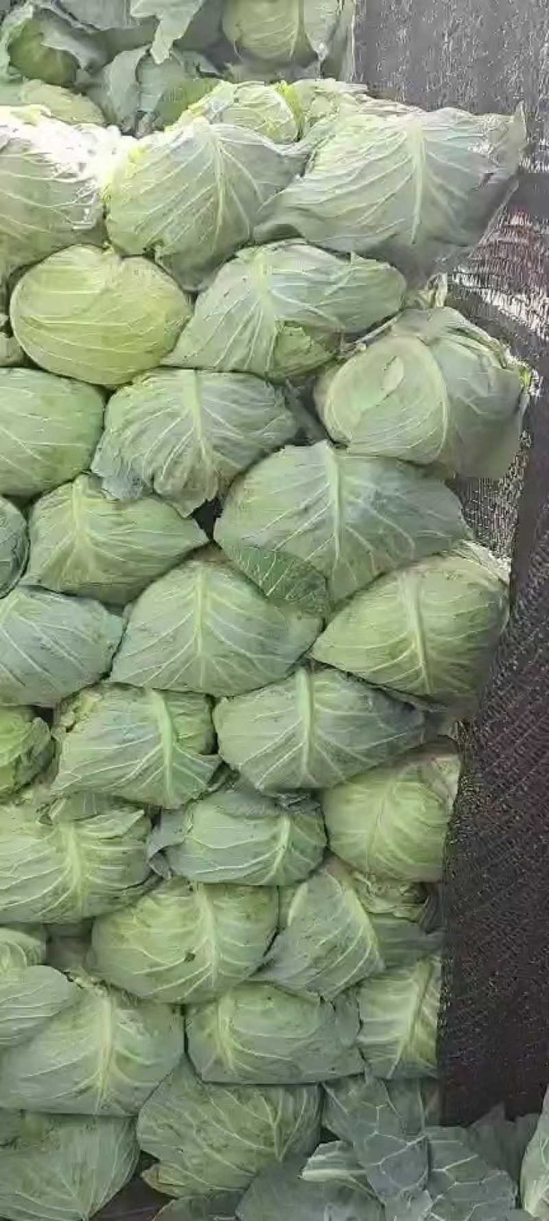 山东青岛扁包菜保证品质一手货源厂家直销批发产地直销