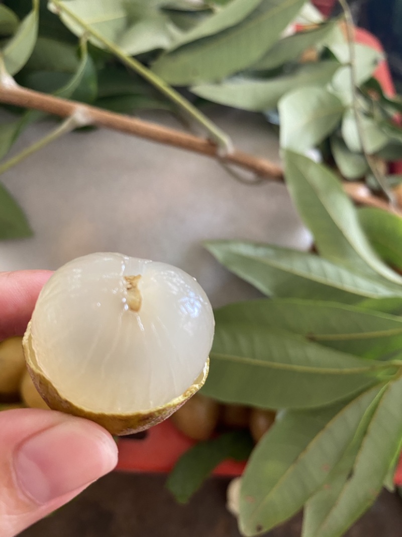 现摘新鲜龙眼广东茂名特产龙眼产