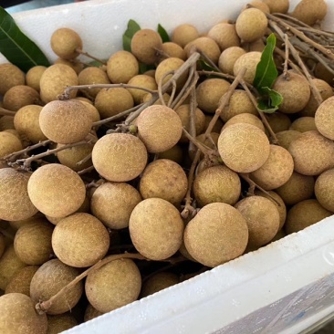 现摘新鲜龙眼广东茂名特产龙眼产