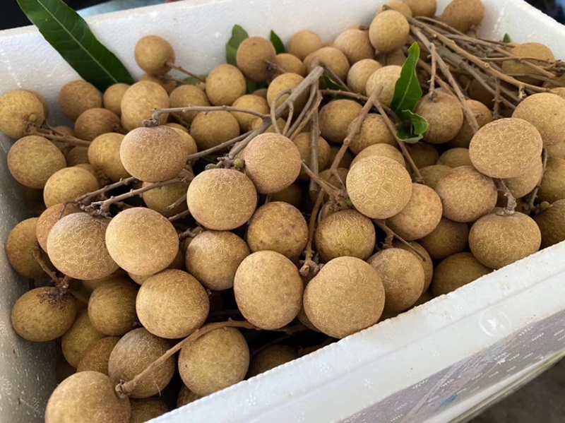 现摘新鲜龙眼广东茂名特产龙眼产