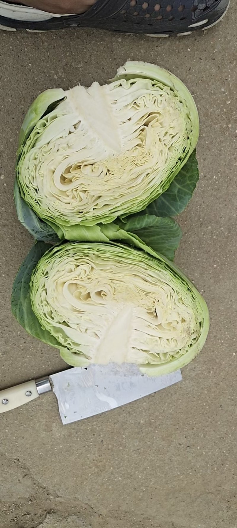 山东青岛扁包菜保证品质一手货源厂家直销批发产地直销