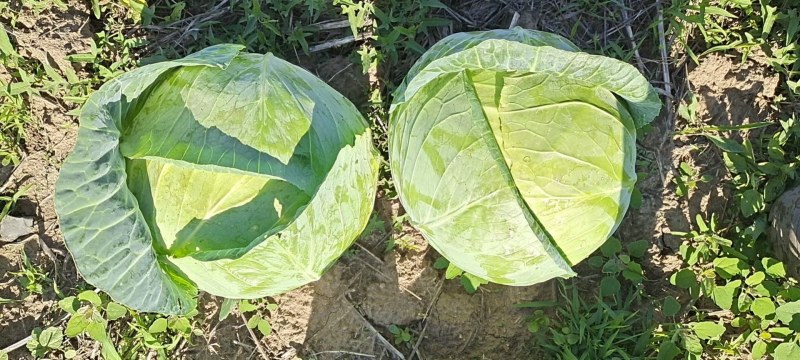 山东青岛扁包菜保证品质一手货源厂家直销批发产地直销