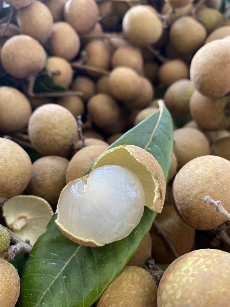 现摘新鲜龙眼广东茂名特产龙眼产