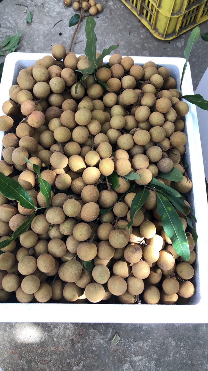 现摘新鲜龙眼广东茂名特产龙眼产