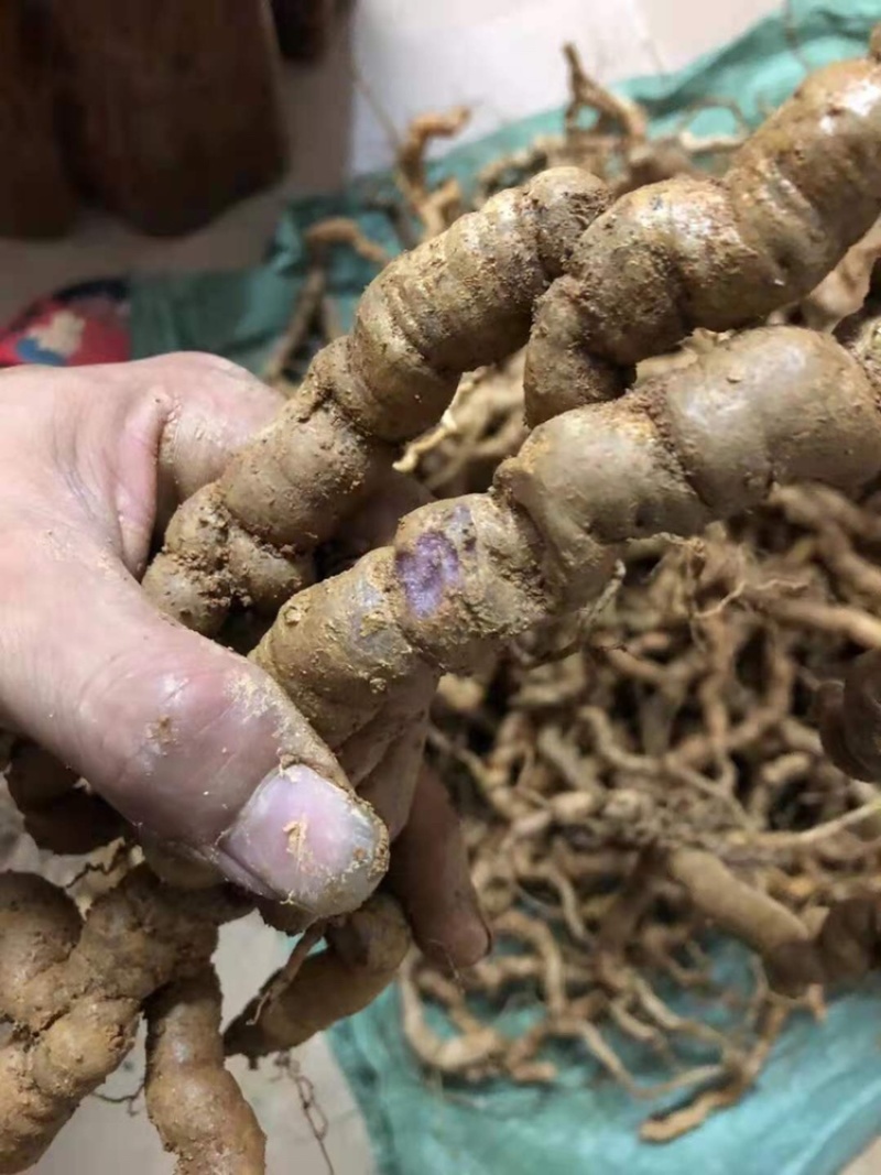 【优质中药】十年以上紫肉老巴戟天，厚肉，经修剪欢迎选购