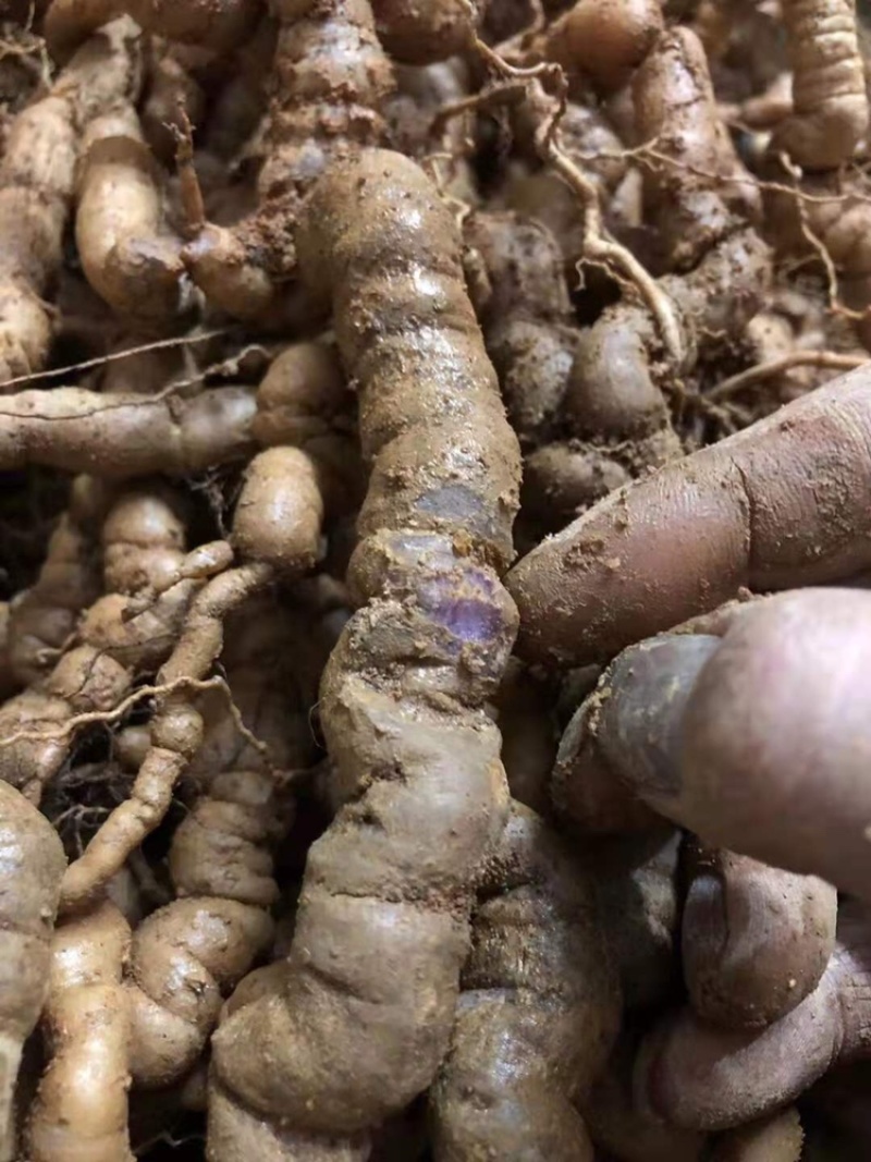 【优质中药】十年以上紫肉老巴戟天，厚肉，经修剪欢迎选购