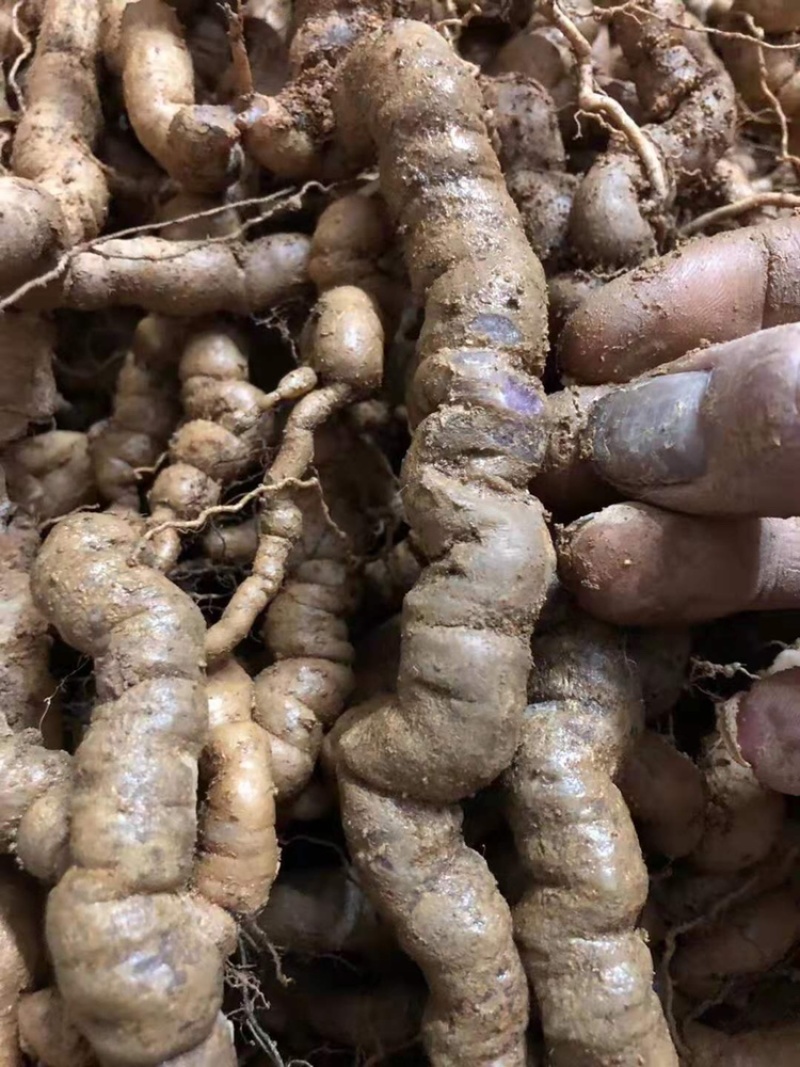 【优质中药】十年以上紫肉老巴戟天，厚肉，经修剪欢迎选购