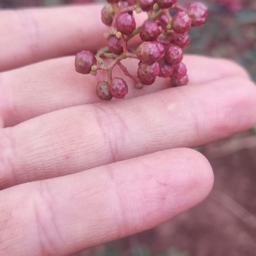 凉山花椒，干椒，鲜花椒，
