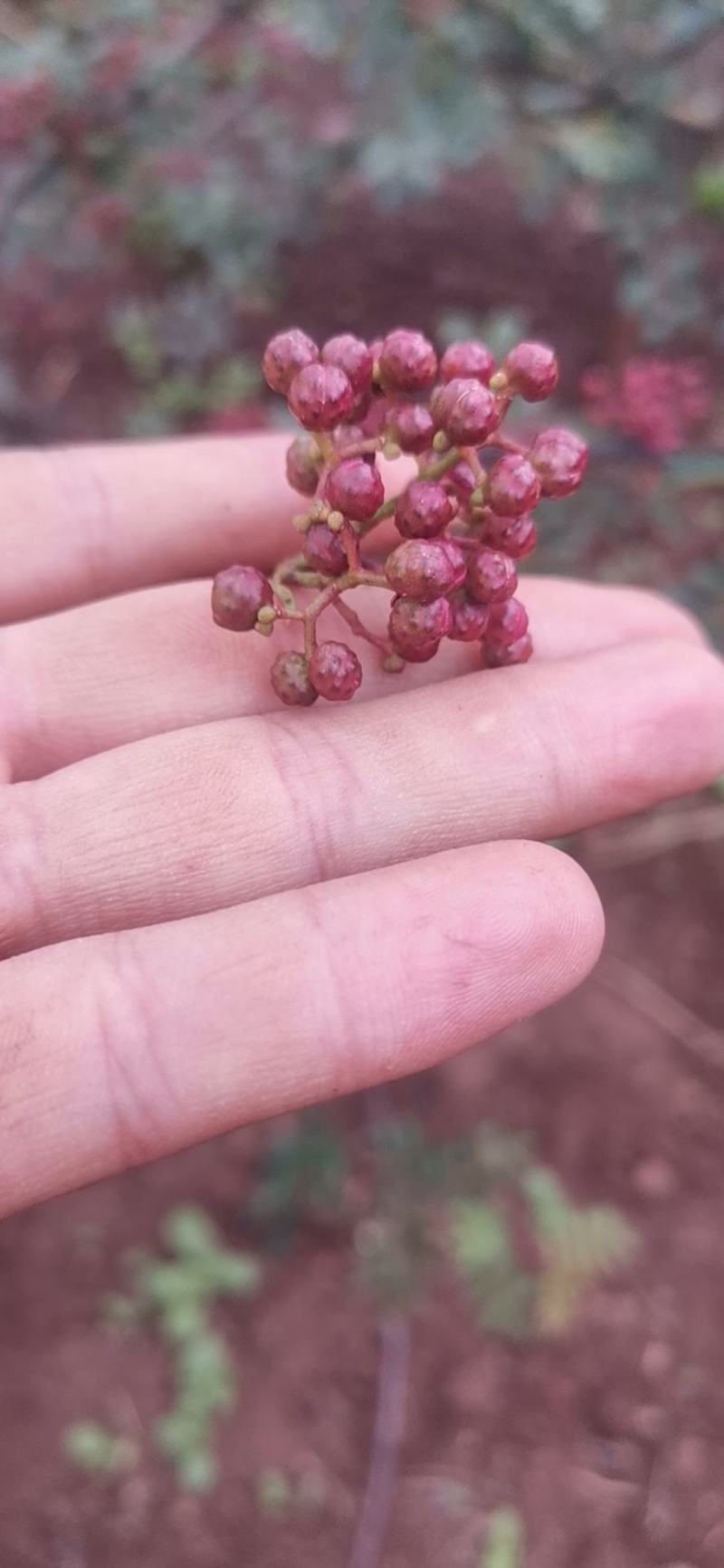 凉山花椒，干椒，鲜花椒，