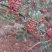 凉山花椒，干椒，鲜花椒，