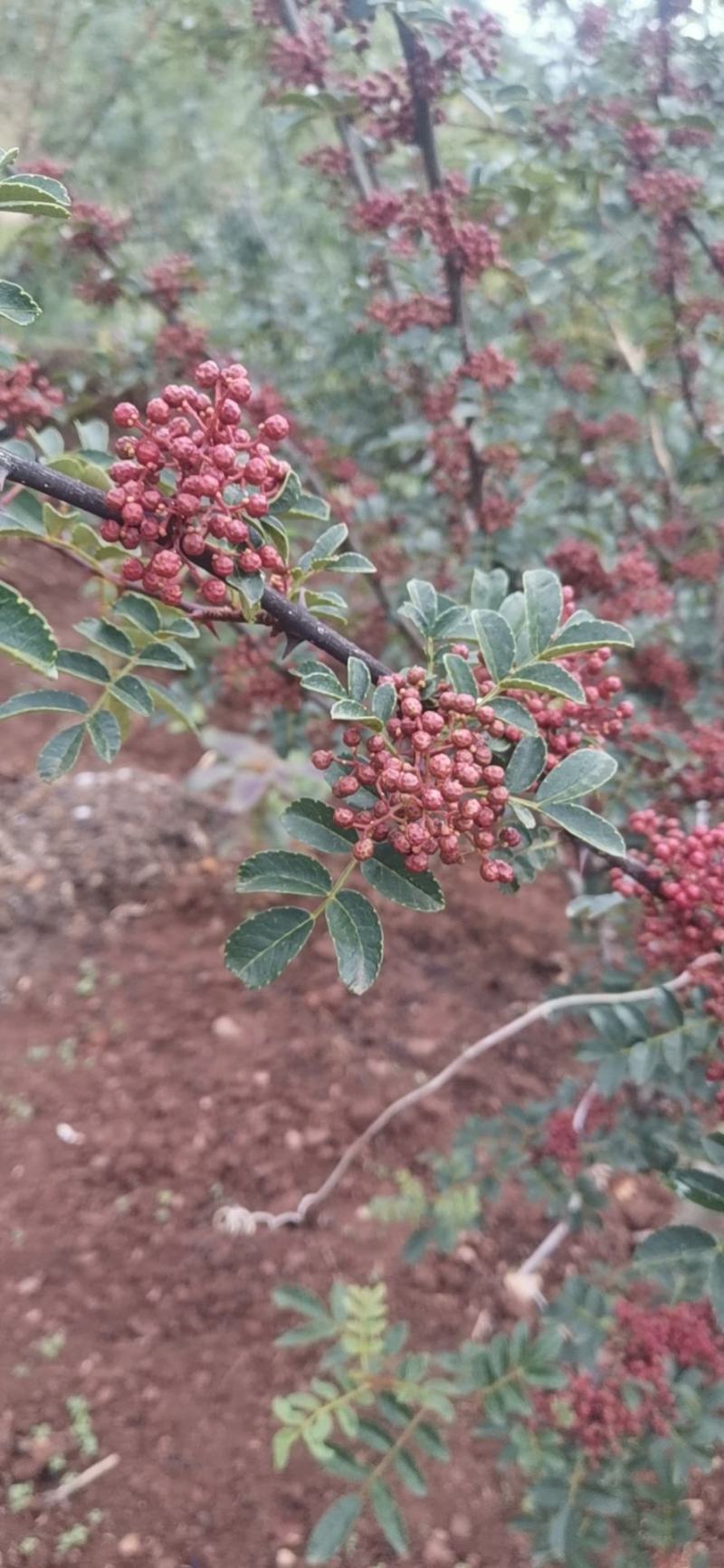 凉山花椒，干椒，鲜花椒，