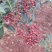凉山花椒，干椒，鲜花椒，