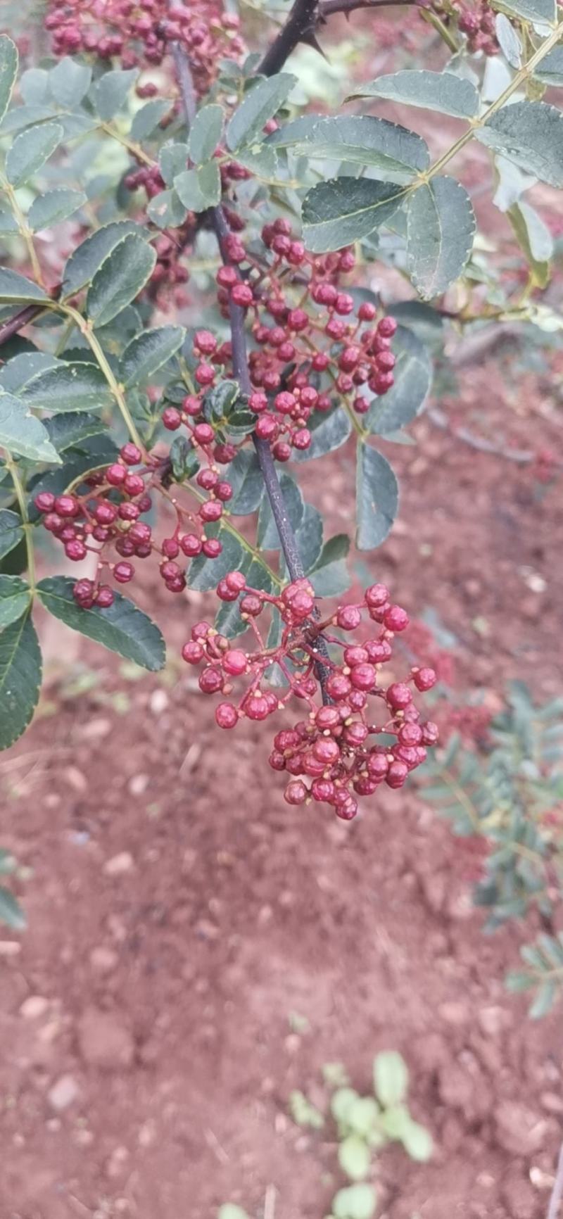 凉山花椒，干椒，鲜花椒，