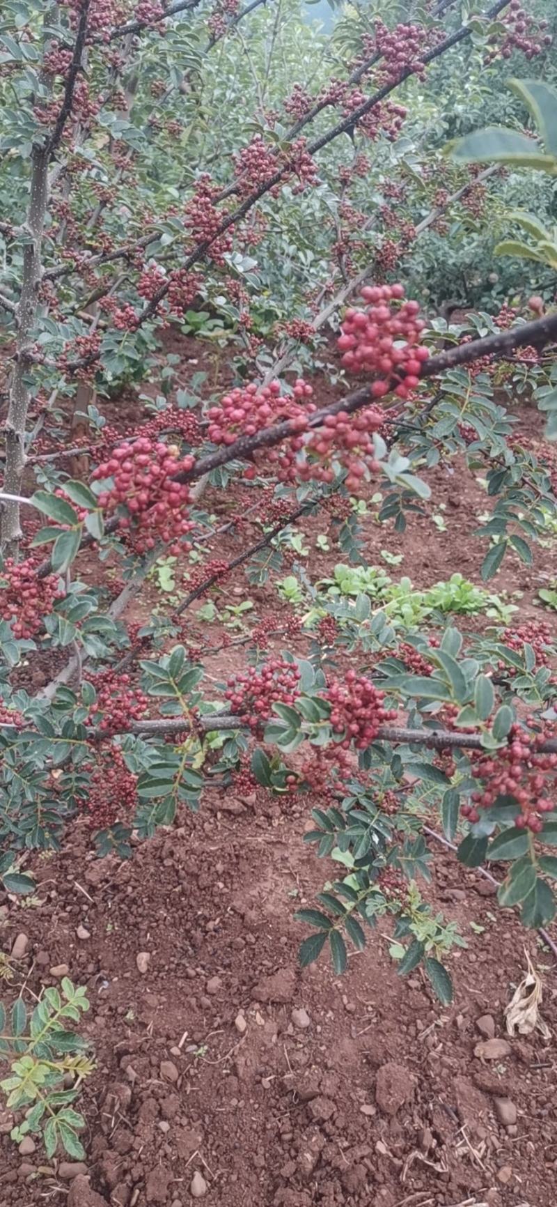 凉山花椒，干椒，鲜花椒，
