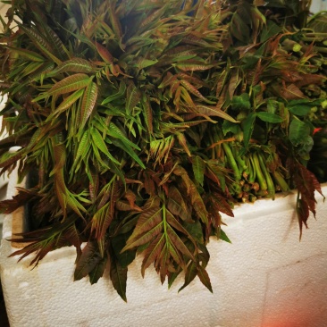 露天红油香椿