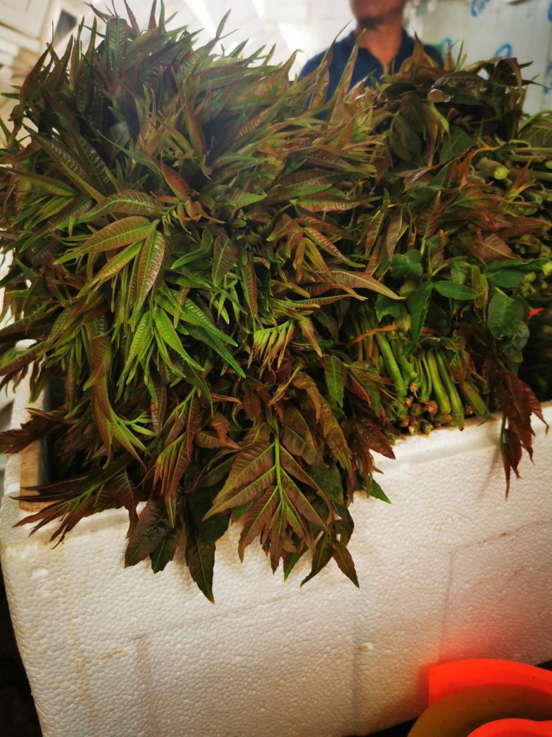 露天红油香椿