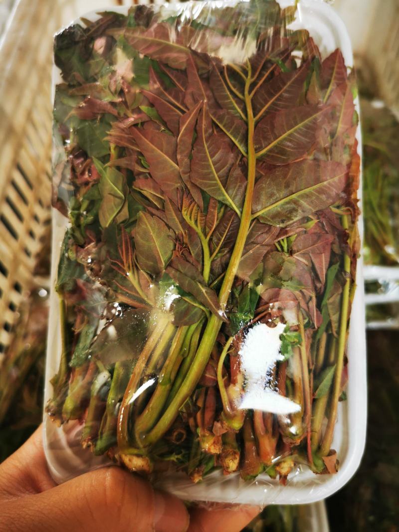 露天红油香椿
