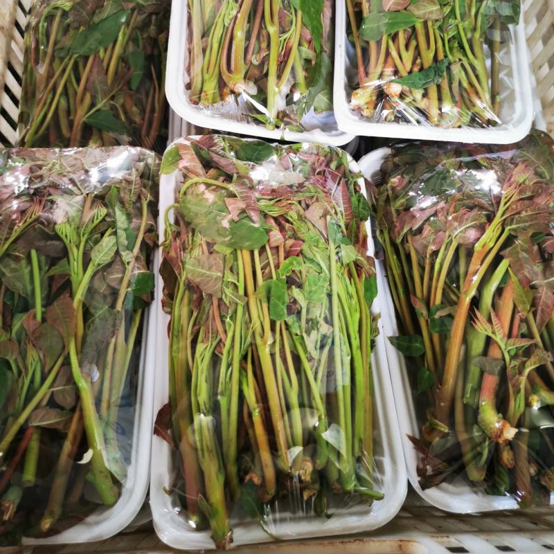 露天红油香椿