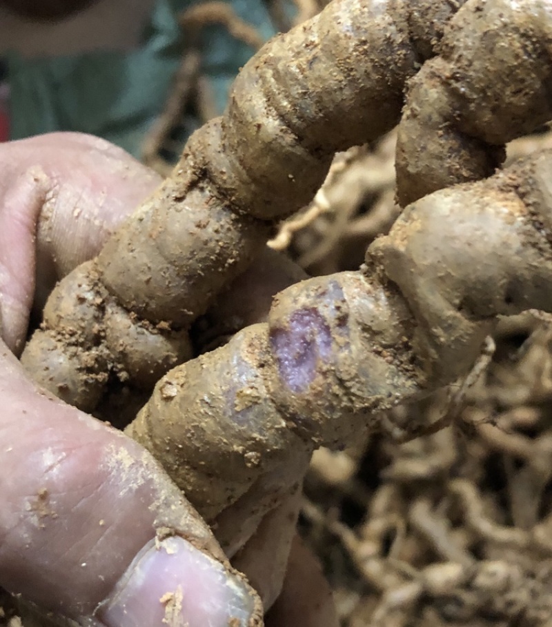 【优质中药】十年以上紫肉老巴戟天，厚肉，经修剪欢迎选购