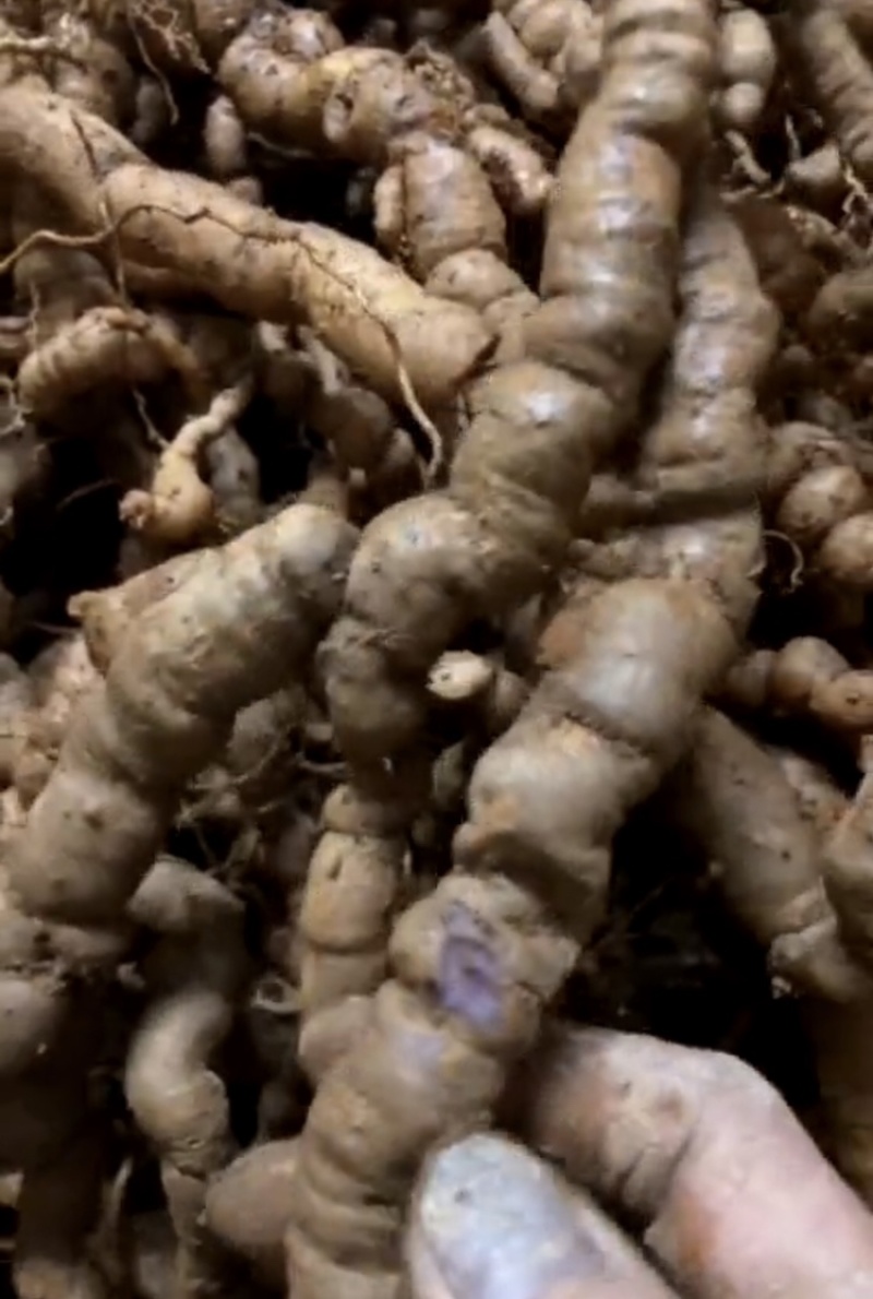 【优质中药】十年以上紫肉老巴戟天，厚肉，经修剪欢迎选购