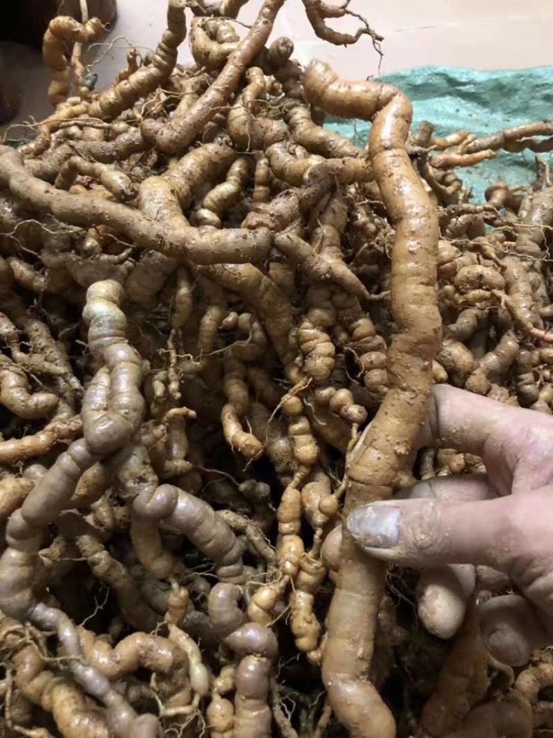 【优质中药】十年以上紫肉老巴戟天，厚肉，经修剪欢迎选购