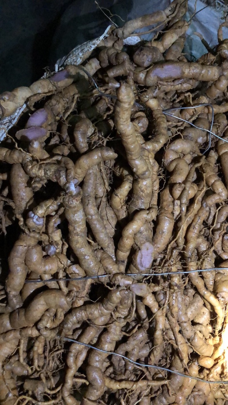 【优质中药】十年以上紫肉老巴戟天，厚肉，经修剪欢迎选购