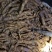 【优质中药】十年以上紫肉老巴戟天，厚肉，经修剪欢迎选购
