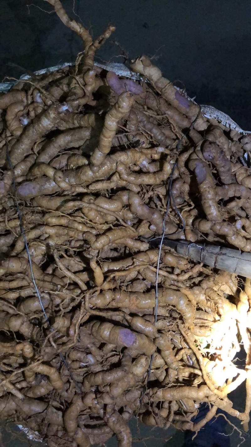 【优质中药】十年以上紫肉老巴戟天，厚肉，经修剪欢迎选购